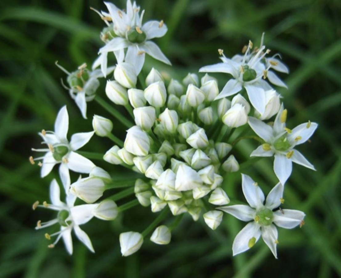 Allium Tuberosa Seed Extract