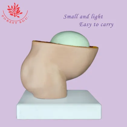 Reproductive Health Medical Science Kits: Pelvic Pregnancy Fetus Model for Obstetrics and Gynecology Study