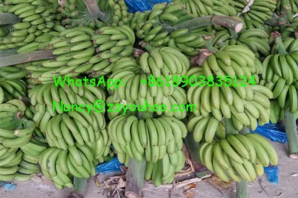 Automatic Green Banana Peeling Machine: Efficient Solution for Peeling Fresh Bananas