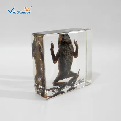 Embedded Specimen of Toad Animal Teaching Specimens