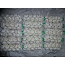 Pure White Garlic Size 5.0cm