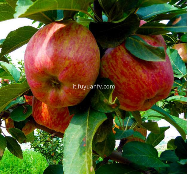 red star apple 