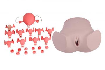 Comprehensive Gynecological Examination Model