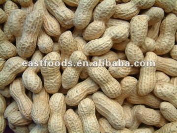 Chinese peanut in shell 11/13