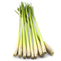 Free Sample Lemon grass oil