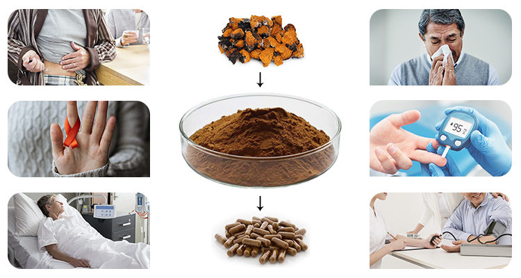 Chaga Mushroom Extract Powder