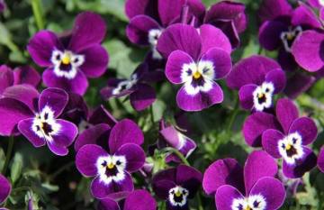 Vendita di fiori viola del pensiero
