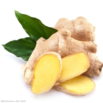 Supply Good Qualituy Fresh/ Dried Ginger