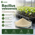 مسحوق بروبيوتيك Bacillus velezensis
