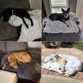 Sofa Style Dog Bed Cat Katil Katil Sofa Mat