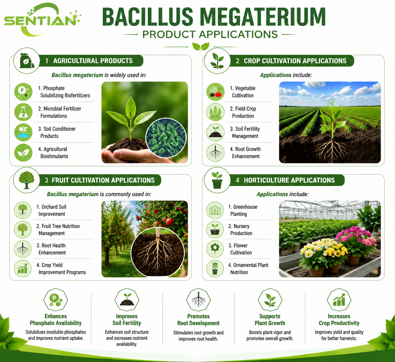 Bacillus megaterium（2）