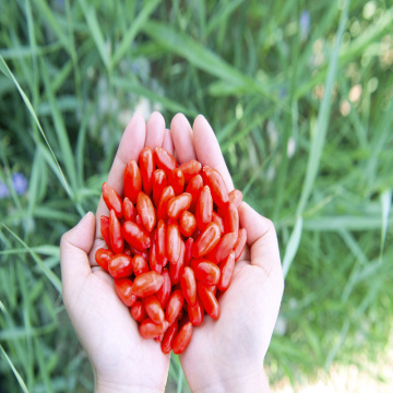 Certified Top grade Organic goji berry