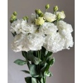 পাইকারি ডাবল Lisianthus সাদা তরঙ্গ প্রিমিয়াম কাট ফুল