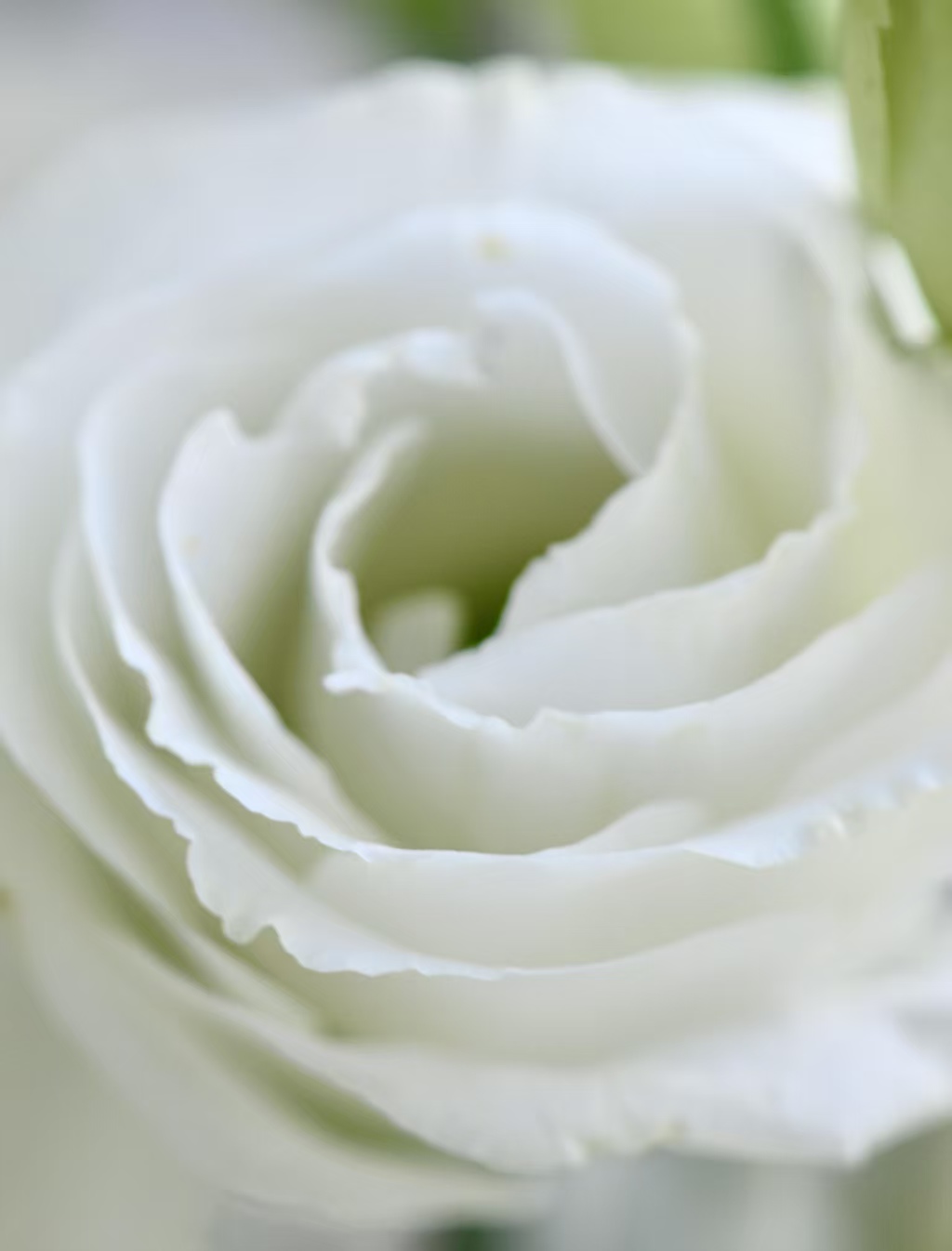 White Lisianthus/Eustoma