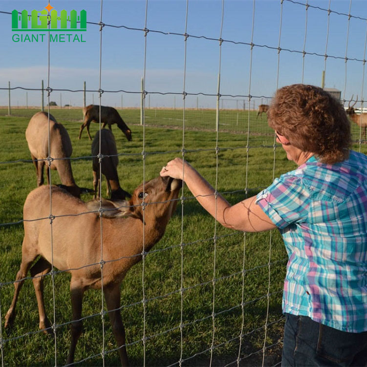 Galvanized Hinge Joint Fixed Knot Field Fence deer fence