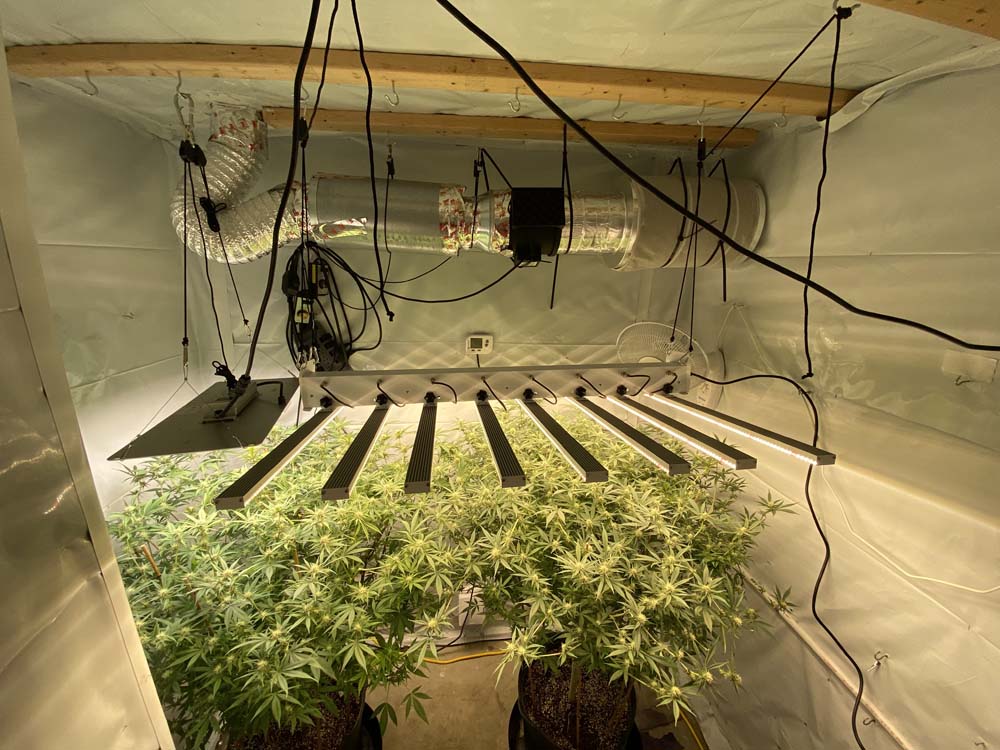 led grow light for cannabis,marijuana (1)