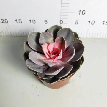 Echeveria na may magandang presyo