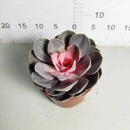 Succulent Echeveria with good price Factory