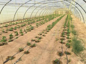 UV Stabilisted Agriculture Greenhouse Tying