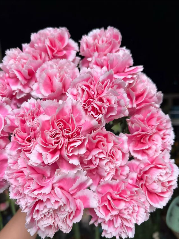 Smile Carnation2