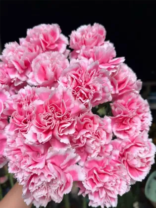 Smile Carnation single headed