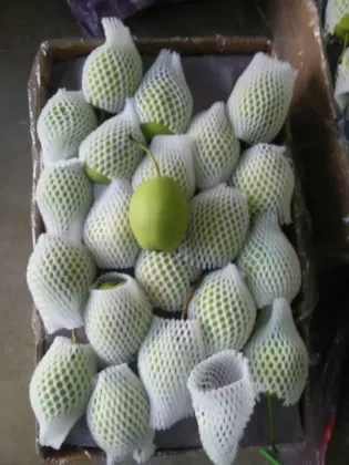 Green pear fruit shandong pear wholesale early su pear exporter
