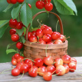 Cherry extract powder contains 17% vitamin C