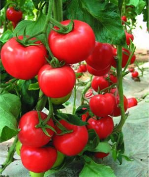 F1 hybrid greenhouse determinate tomato seeds