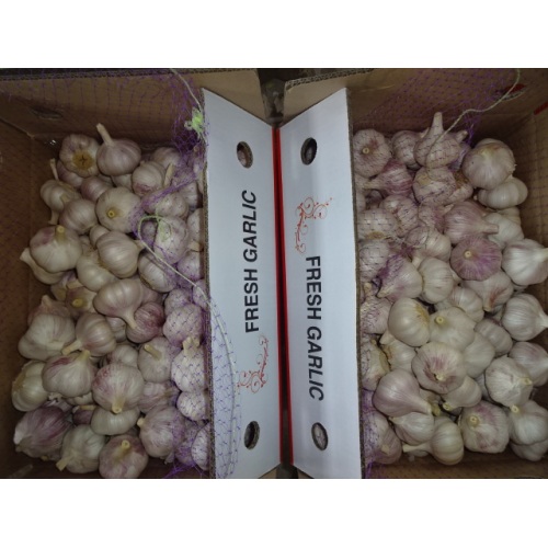 Low Price Fresh Garlic 2020