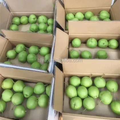 New season green shandong pear  fresh crown pear ya pear