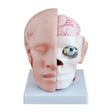 Darhmmy Modèle anatomique à tête humaine de la taille du grand vie avec cerveau