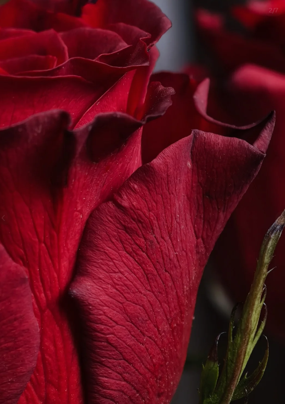 Red Rose
