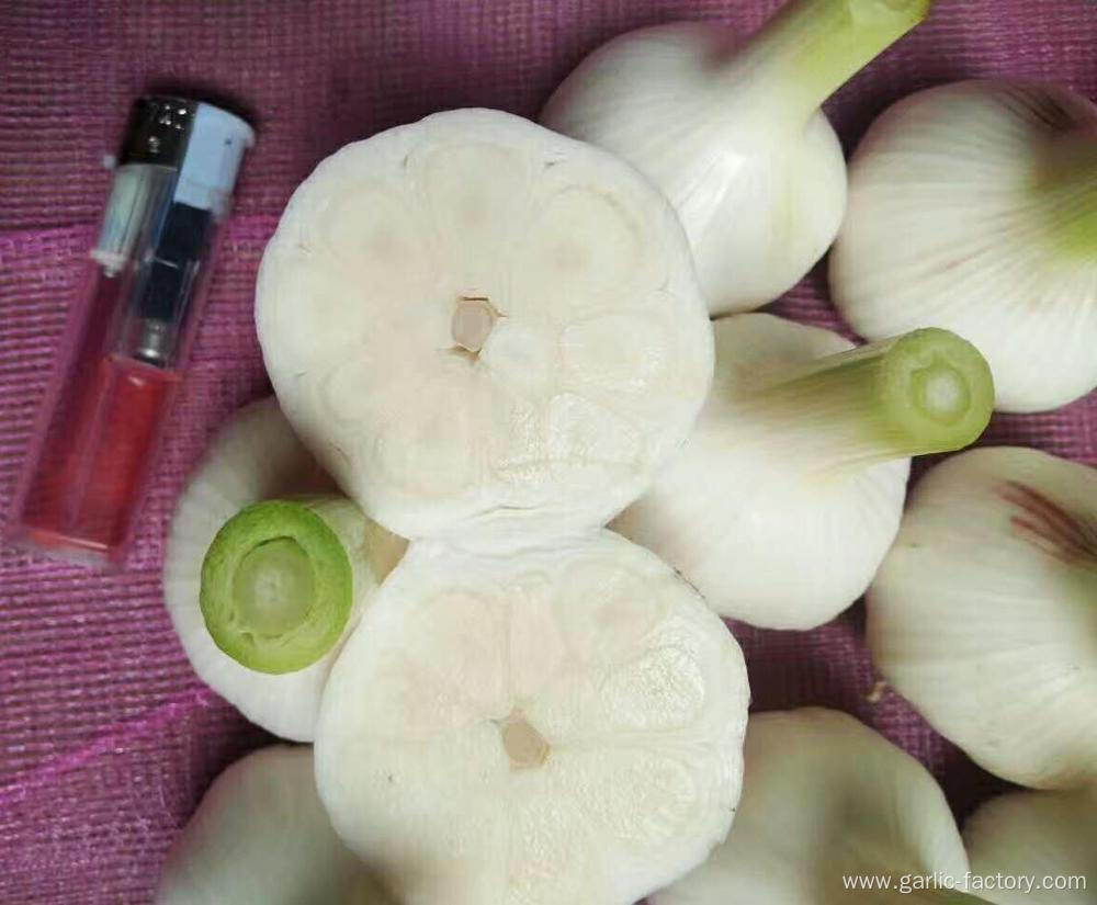 Wholesale New Crop Fresh Garlic price