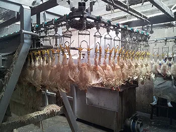 500bph chicken slaughtering line for chicken slaughterhouse equipment