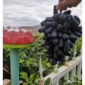 Uvas pretas sem sementes em formato de dedo
