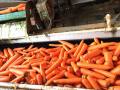 Nutritiva zanahoria fresca de gran tamaño.