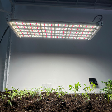 Cultiver des lampes pour les plantes intérieures