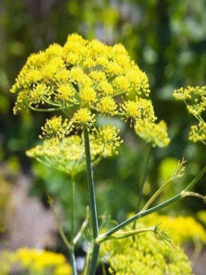 Fennel flower