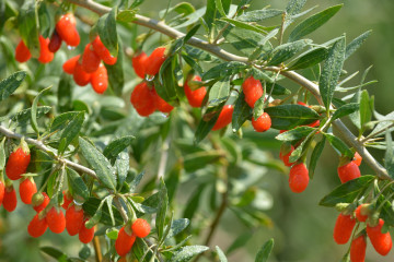 high quality organic goji berry