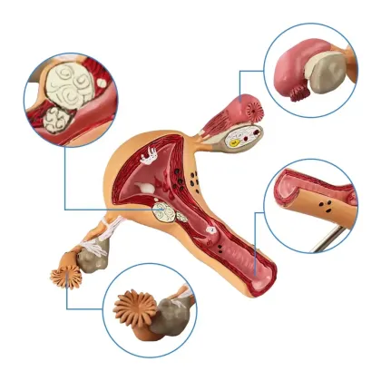 Life Size Female Uterus Anatomical Model for Teaching and Learning Resources