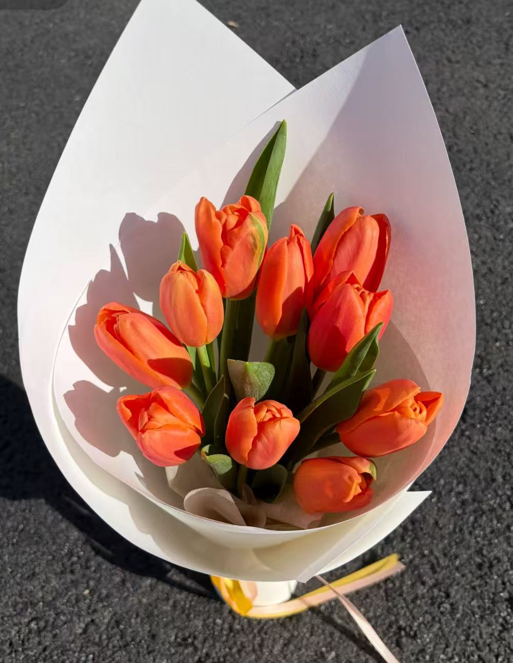 Fresh cut orange tulip3