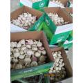 Frischer Knoblauch Kaltlagerung Ernte 2020 Knoblauch