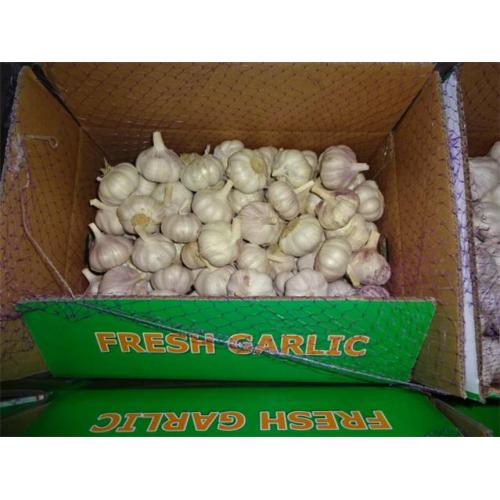Sale 2019 Normal White Garlic