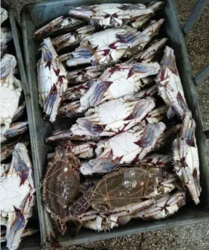 seafood importers of crab