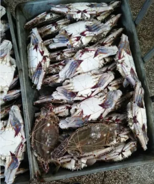 seafood importers of crab