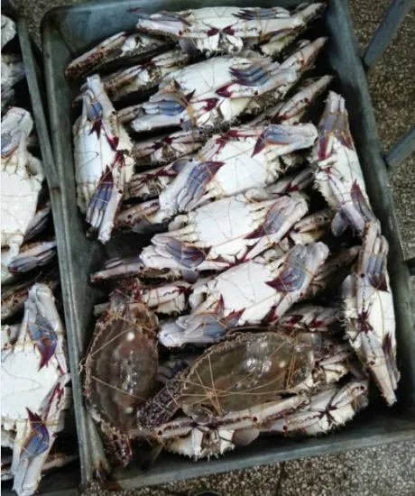 seafood importers of crab