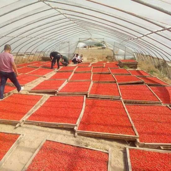 Goji berry of 350 Grains/50G ISO Certificate