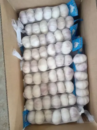 Good quality of new season garlic