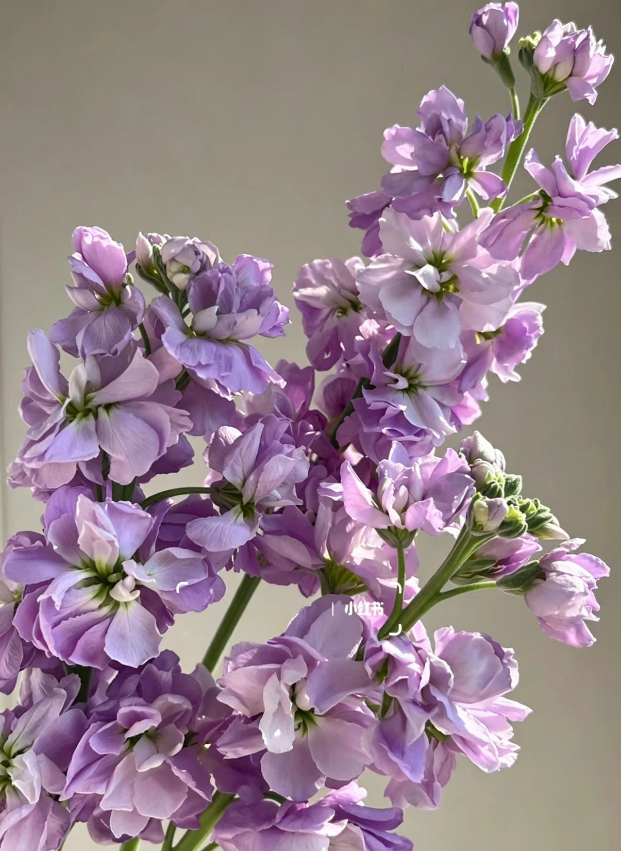 Light purple Violet