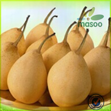 All Kinds Of Boxing Pear,Shandong Fresh Pear/fresh Fruit,Pear With High Quality